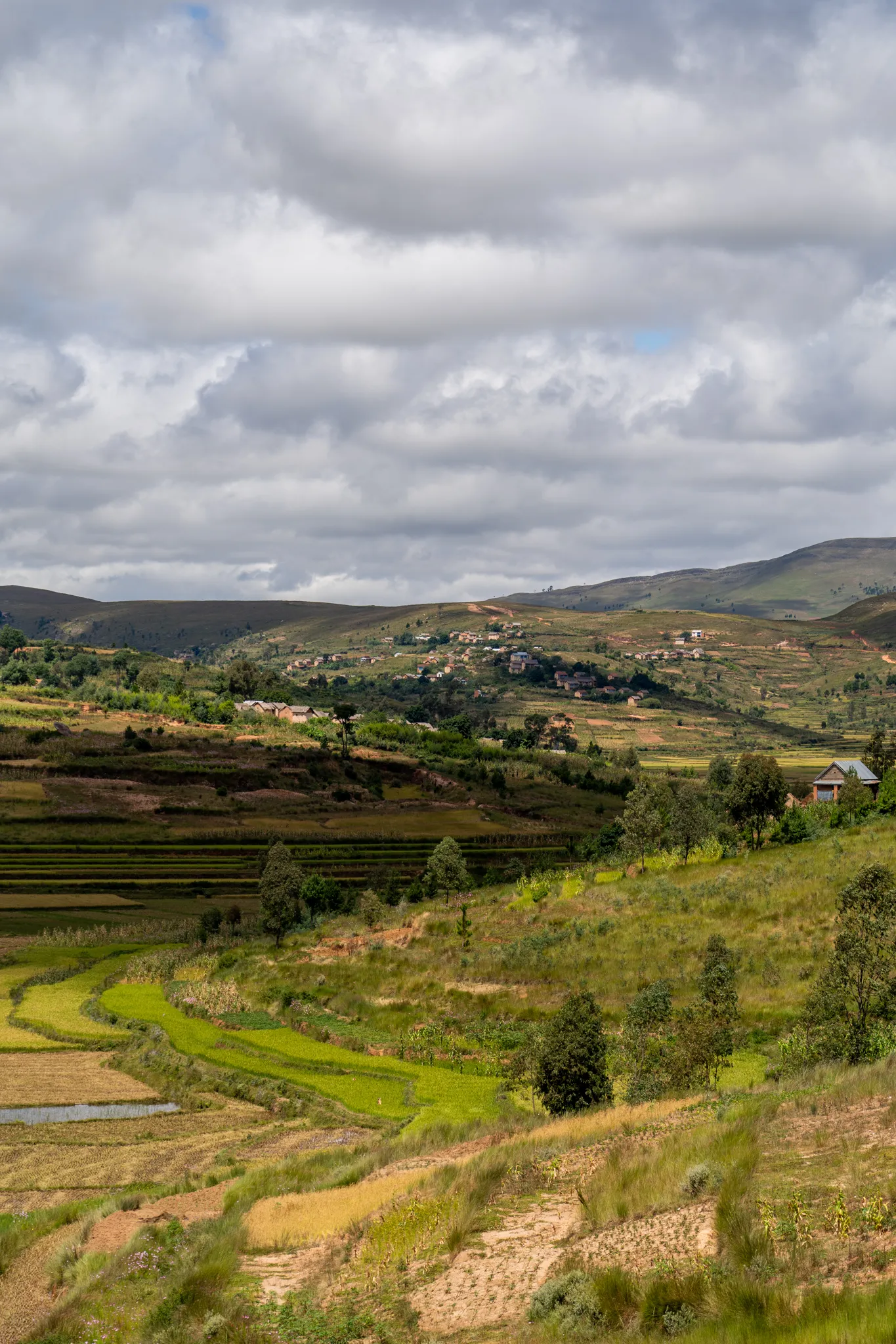 Rice terraces in the central highlands
