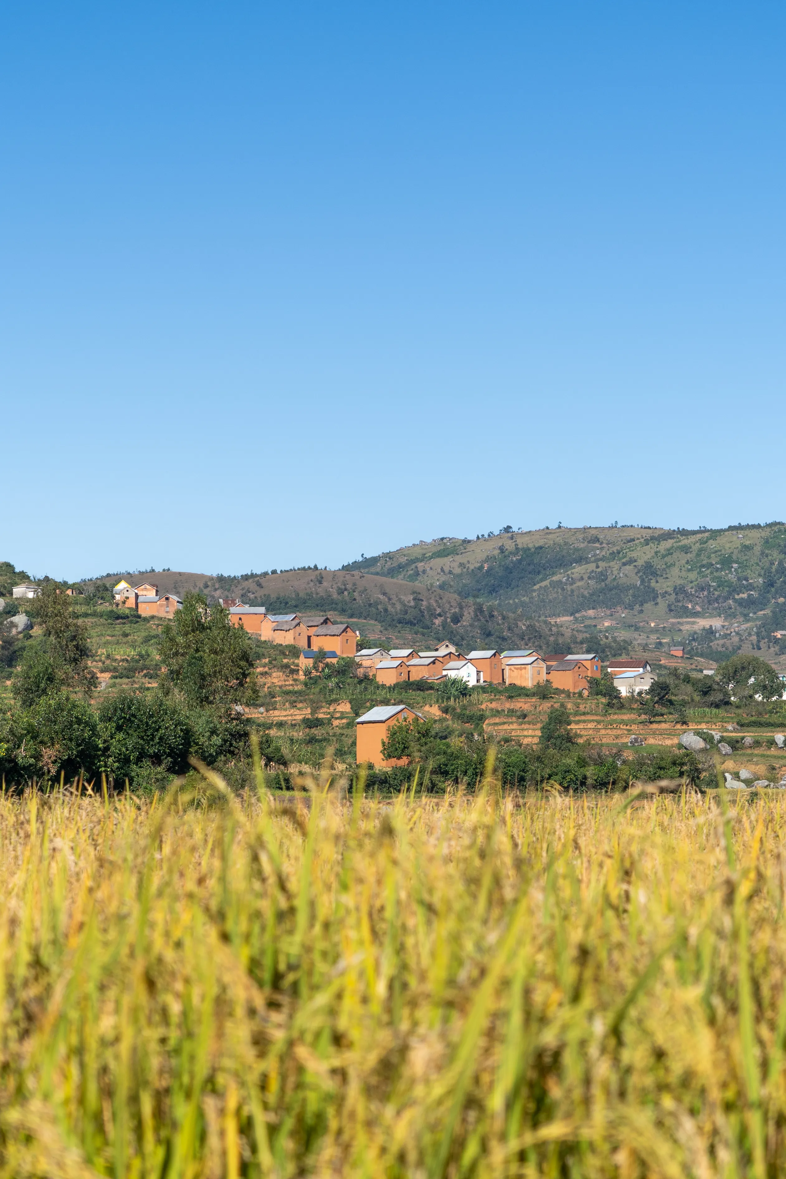 Golden rice field below a hillside village, Madagascar