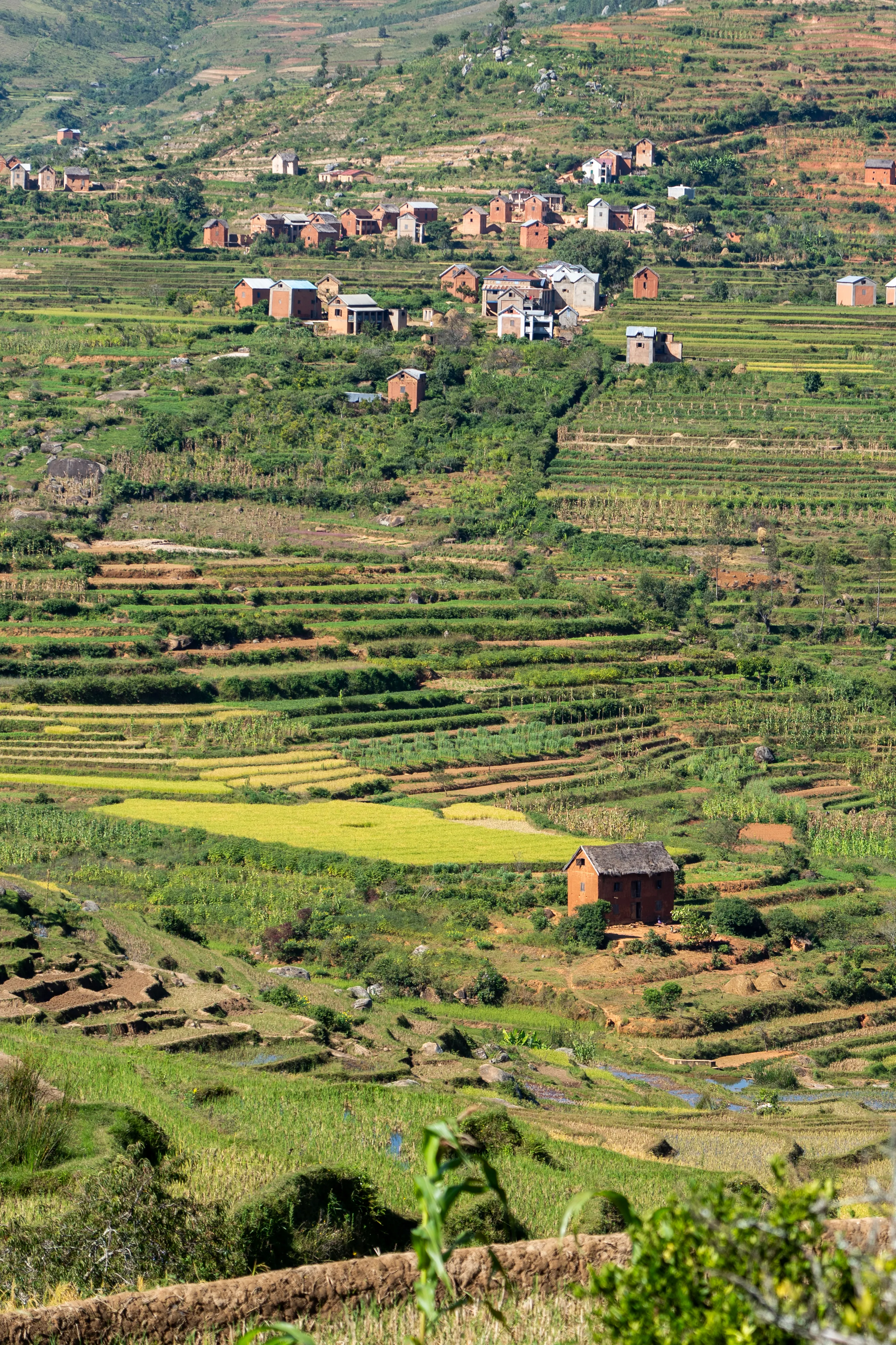 Patchwork of terraced fields in the highlands, Madagascar