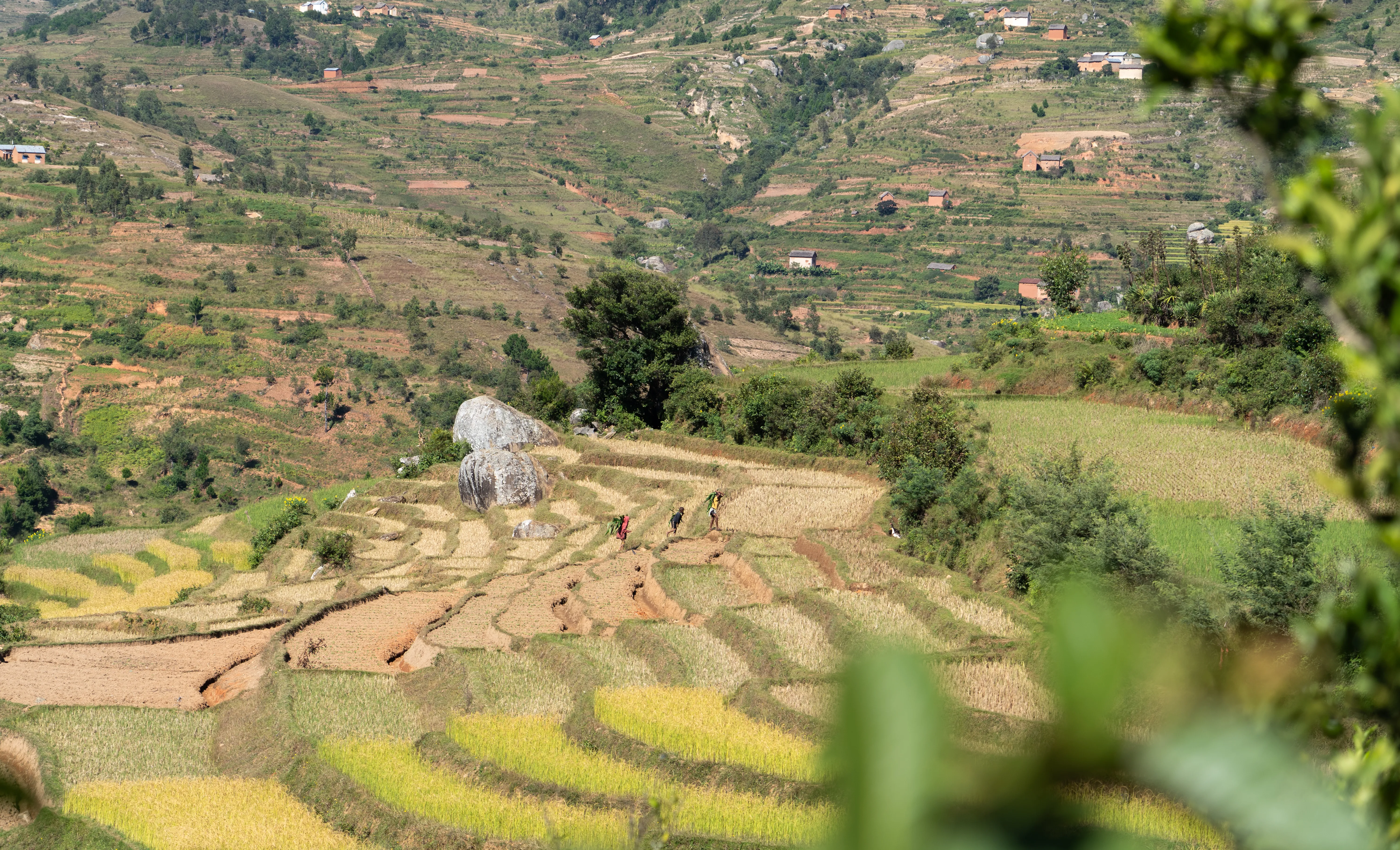 Figures walking through terraced rice fields, Madagascar