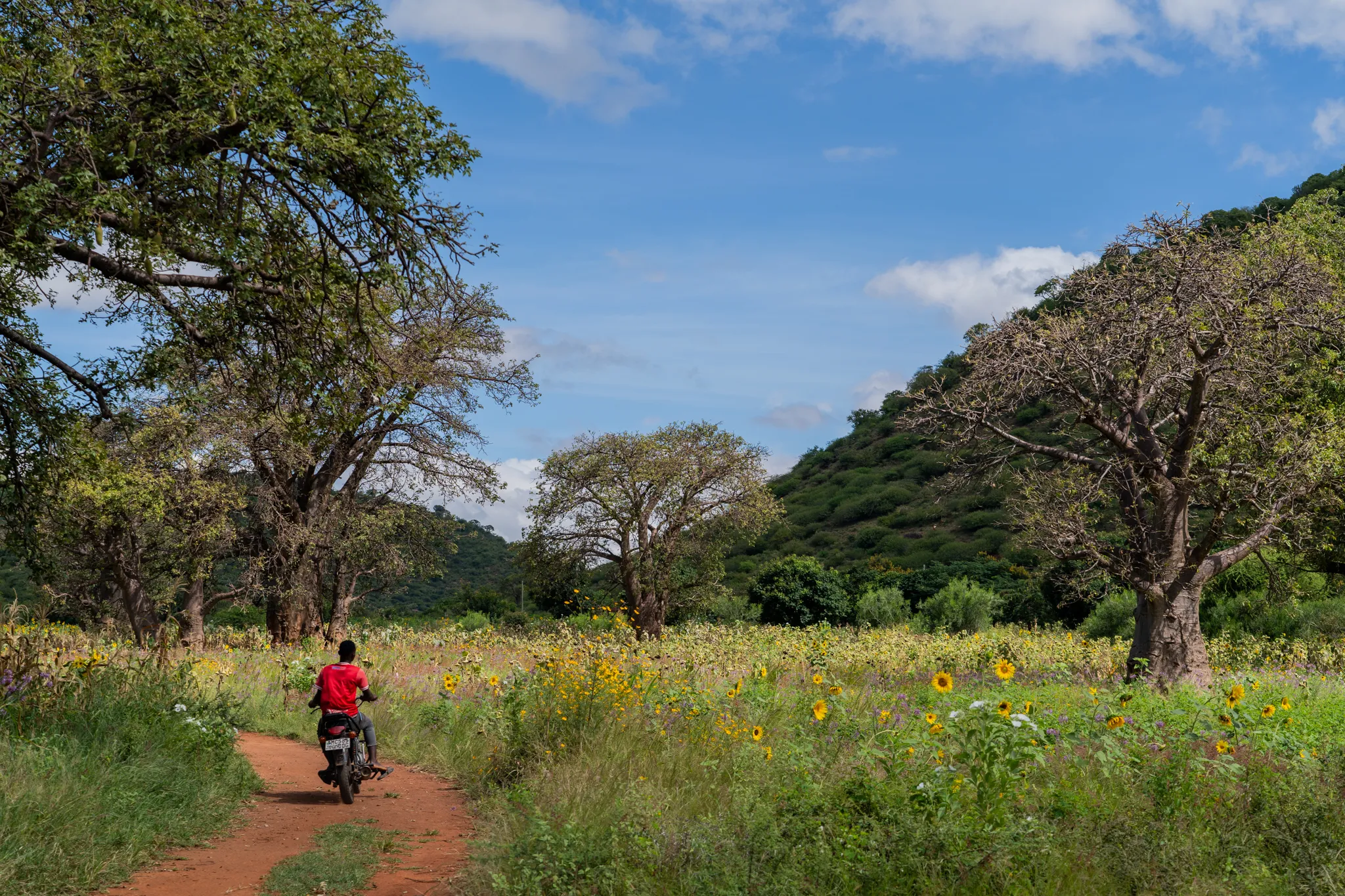 Riding through the Baobab trees and wild flowers, Tanzania