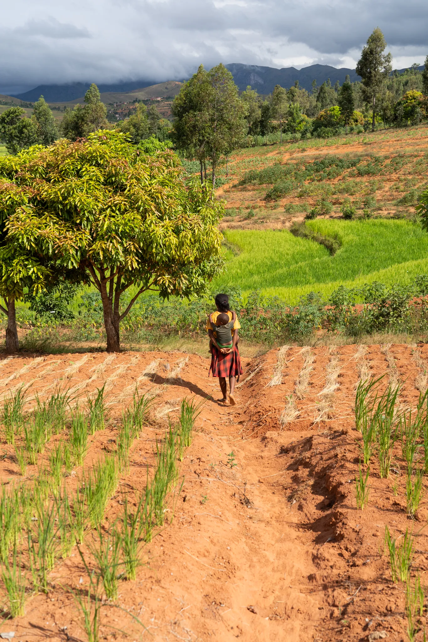 Mother and child walking through rice paddies