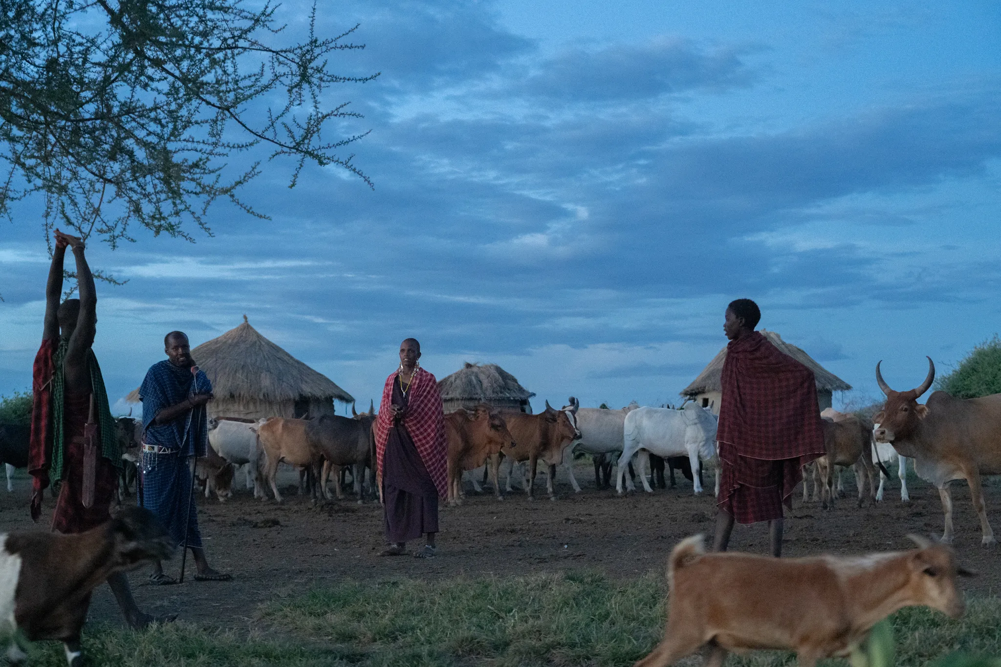 Massai village at dusk, Tanzania