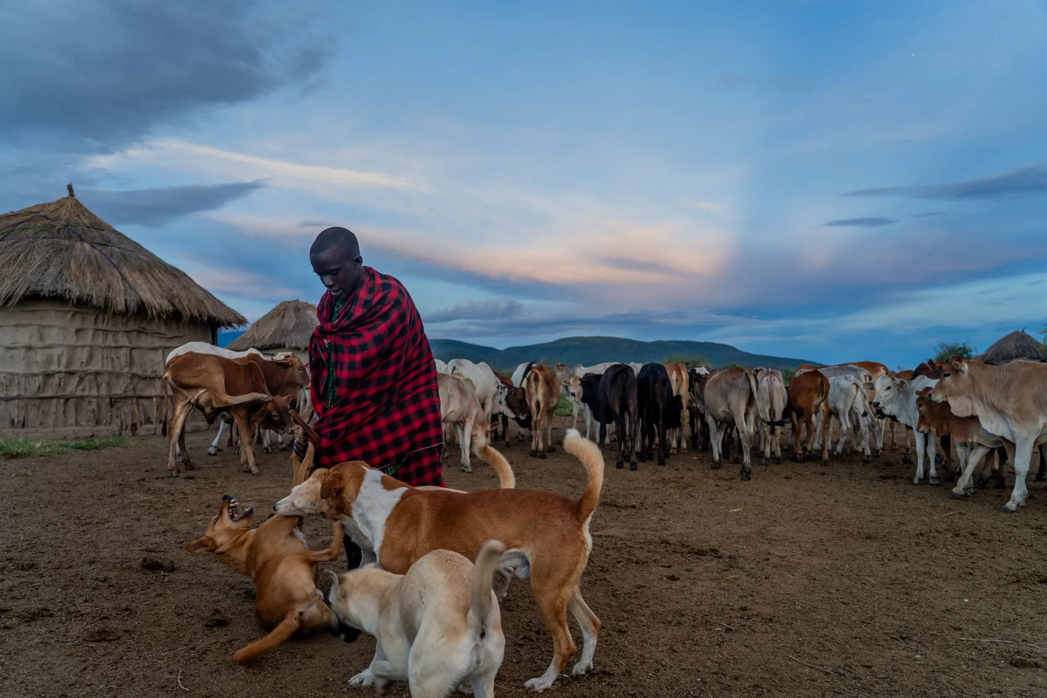 Bringing the cattle in at dusk