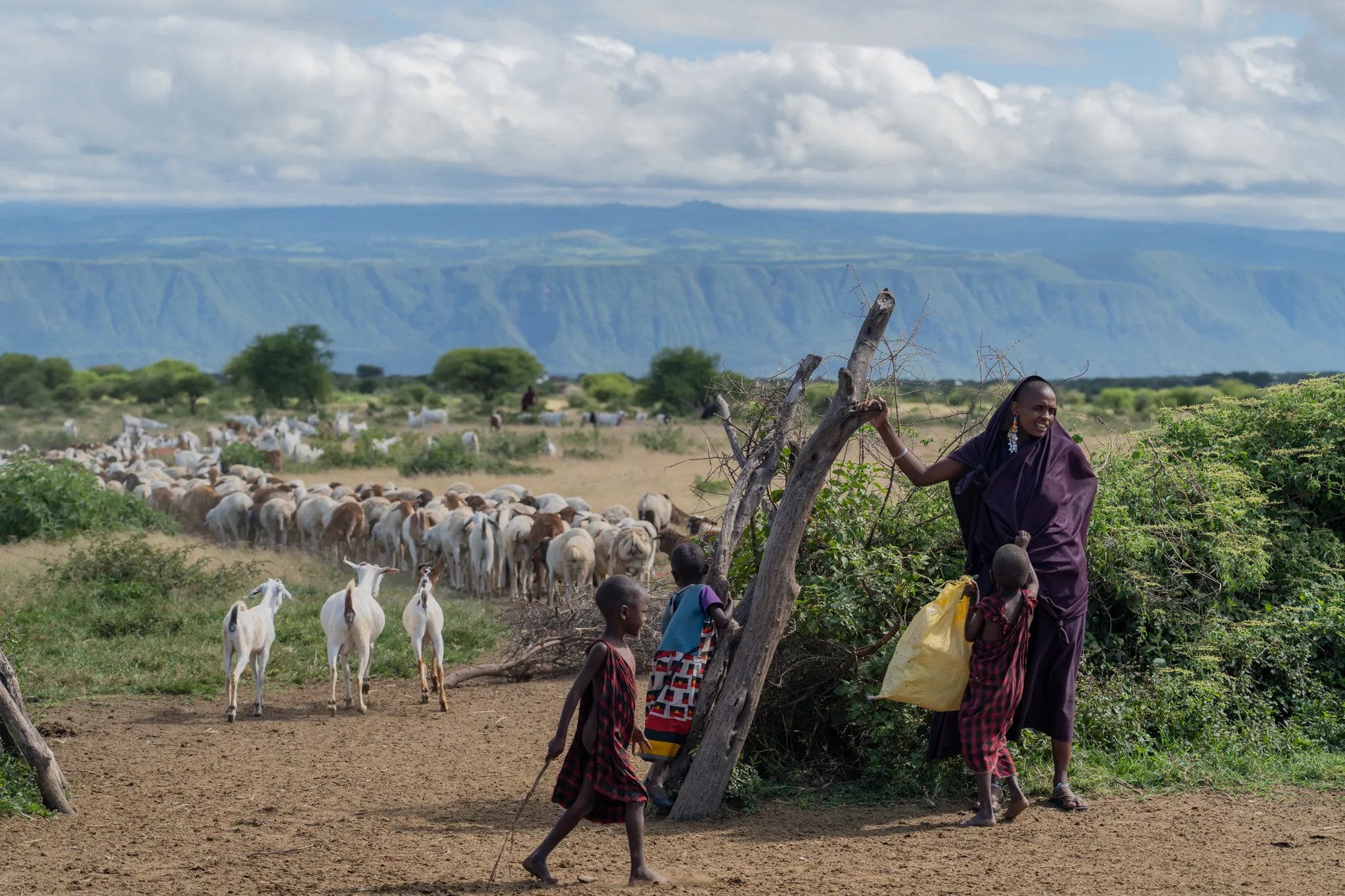 Massai herding goats below the escarpment, Tanzania