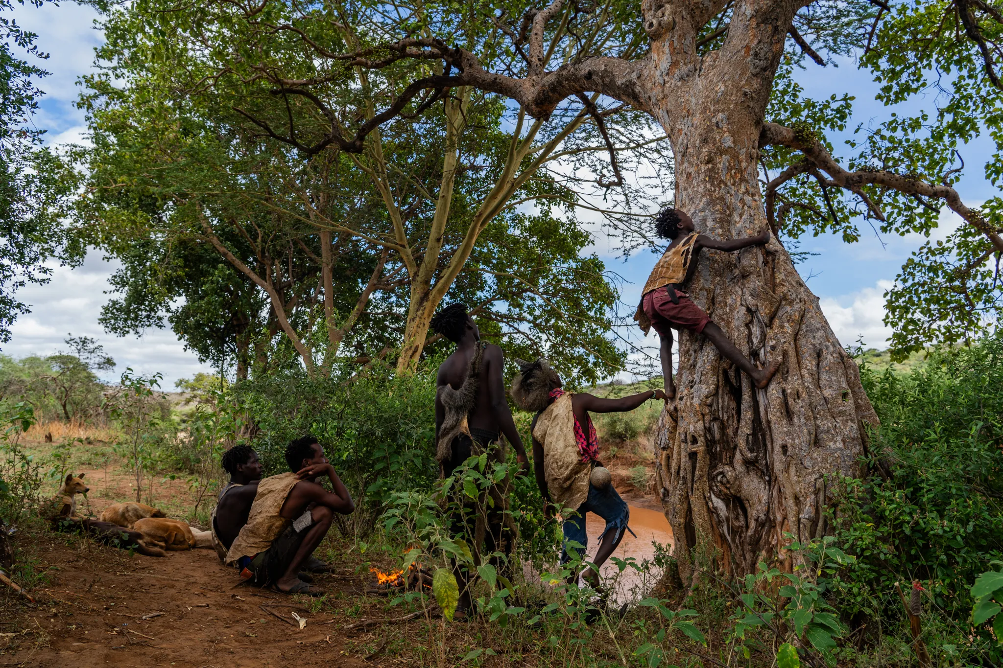 Hadzabe hunter-gatherers climbing a baobab for honey, Tanzania