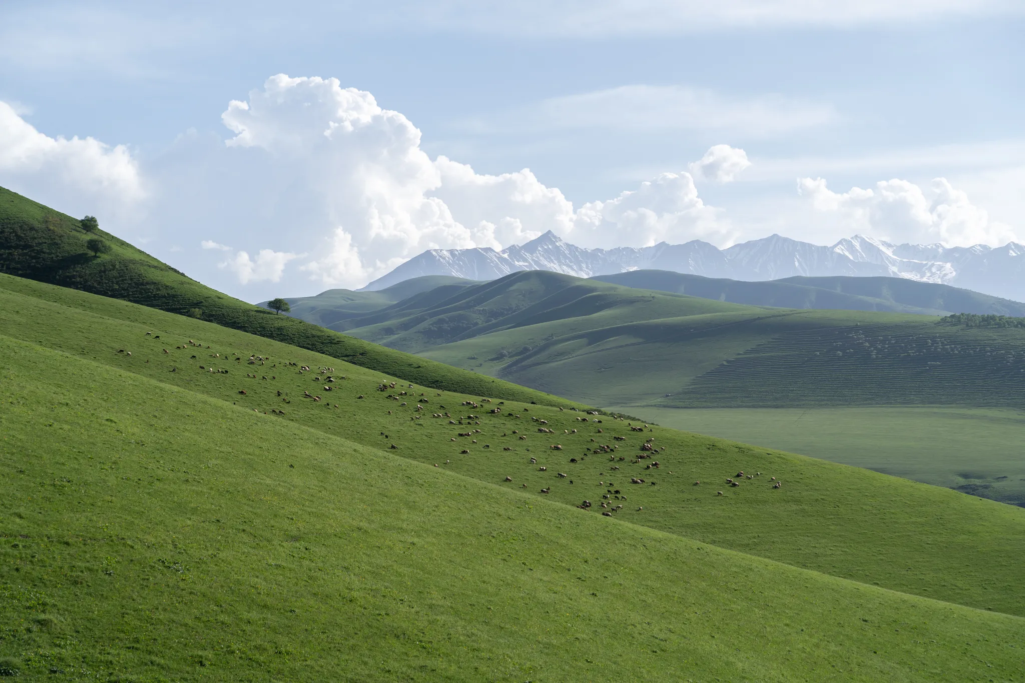 Grass and mountains, Kyrgyzstan