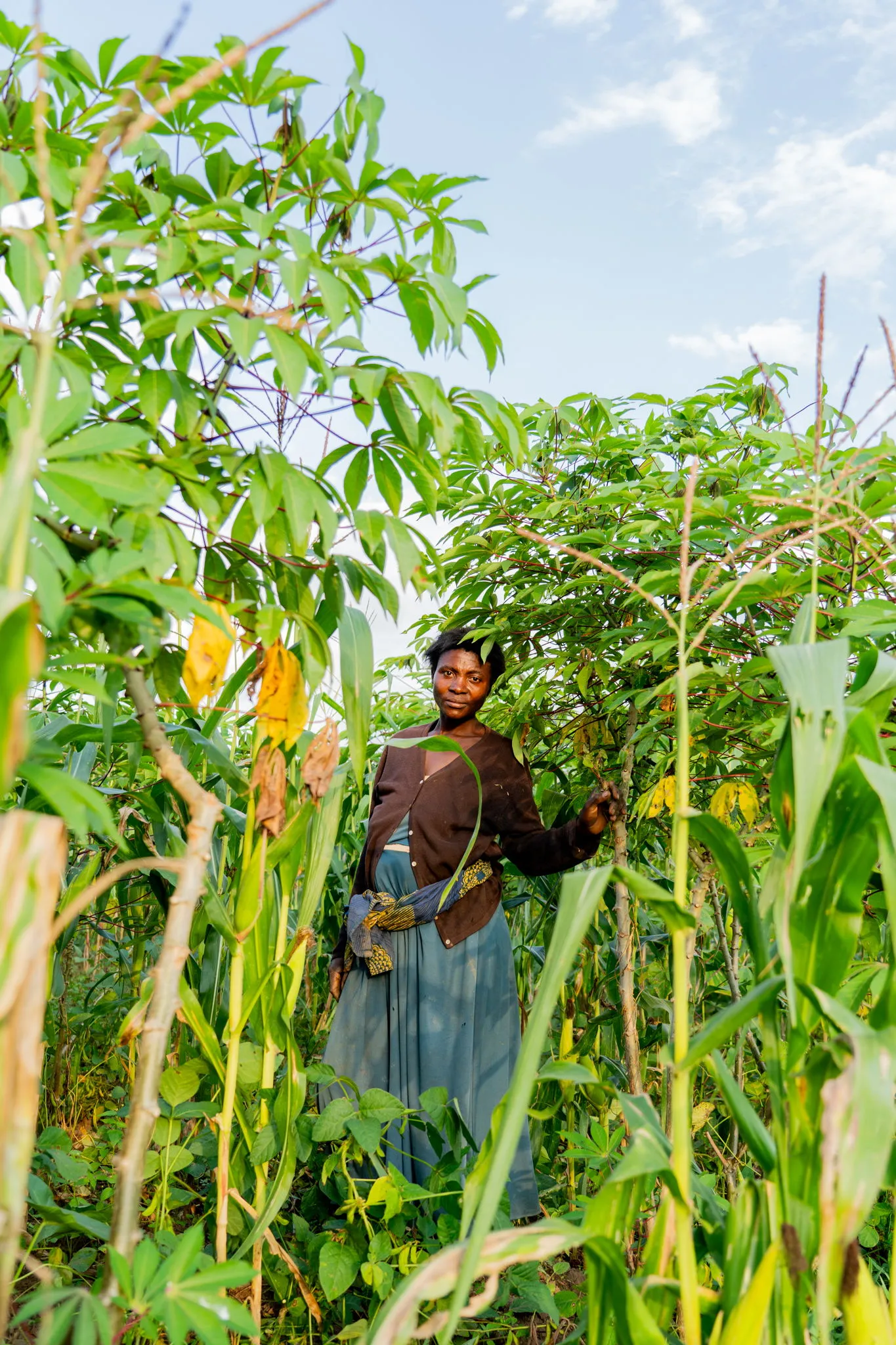Cassava and maize
