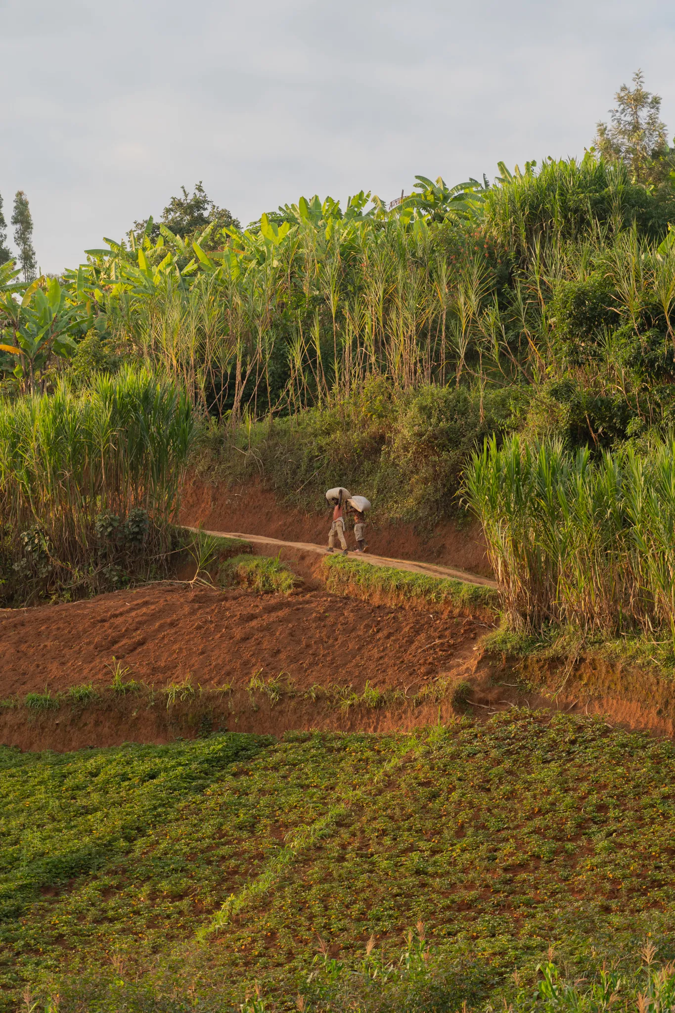 Carrying sacks along a terraced hillside path, Rwanda
