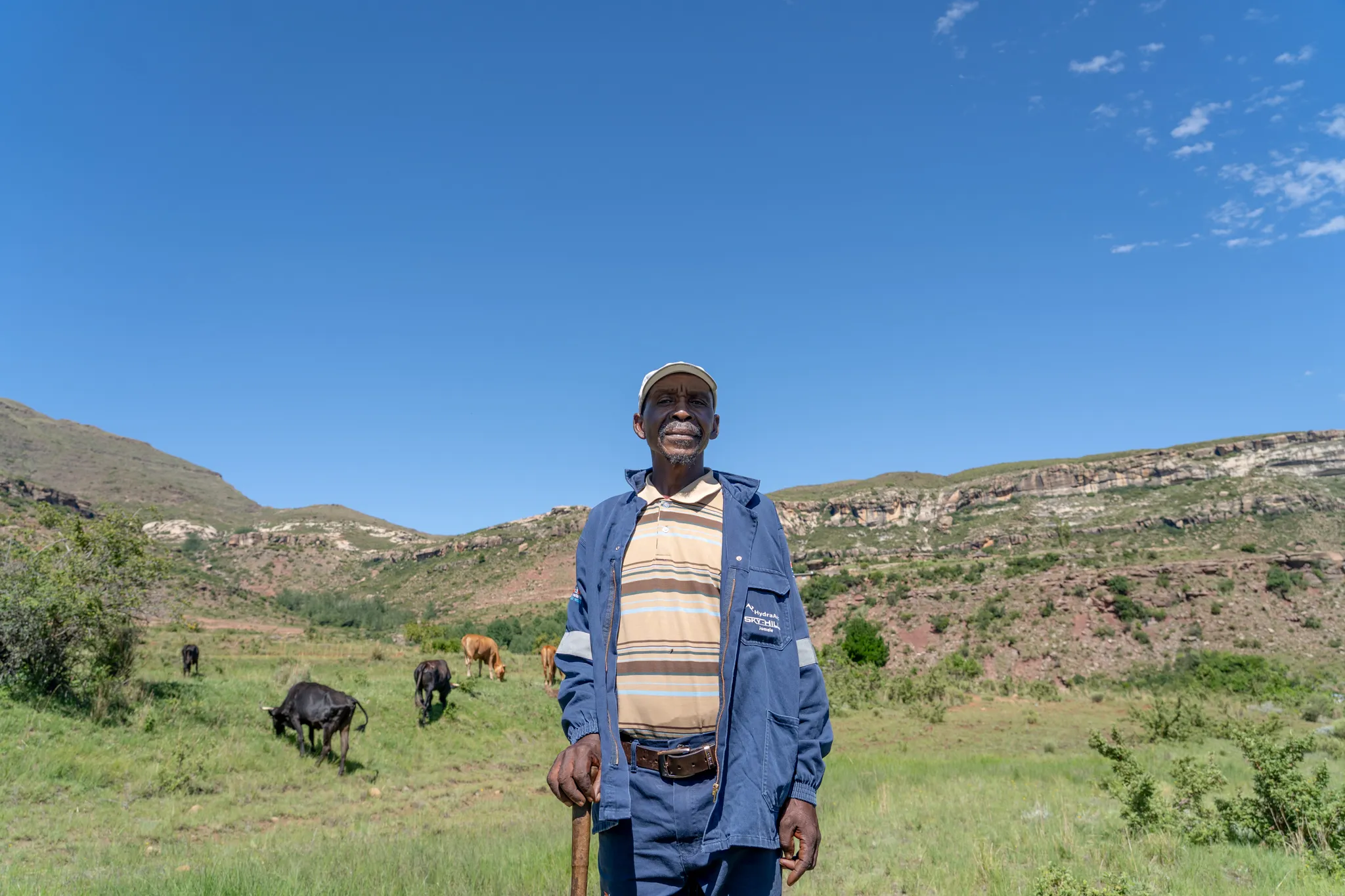 Herdboy standing before his cattle, Lesotho