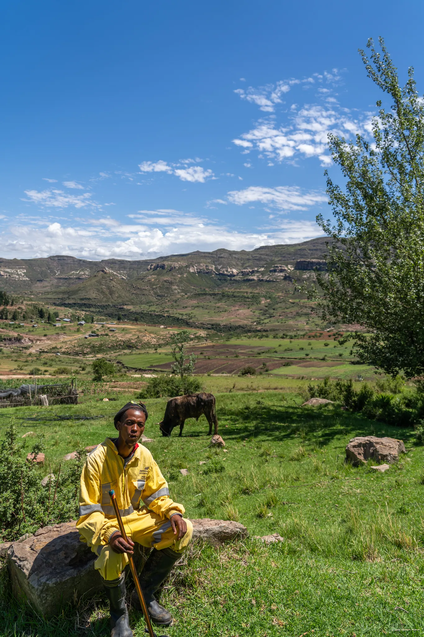 Farmhand rests on a hillside beside grazing cattle
