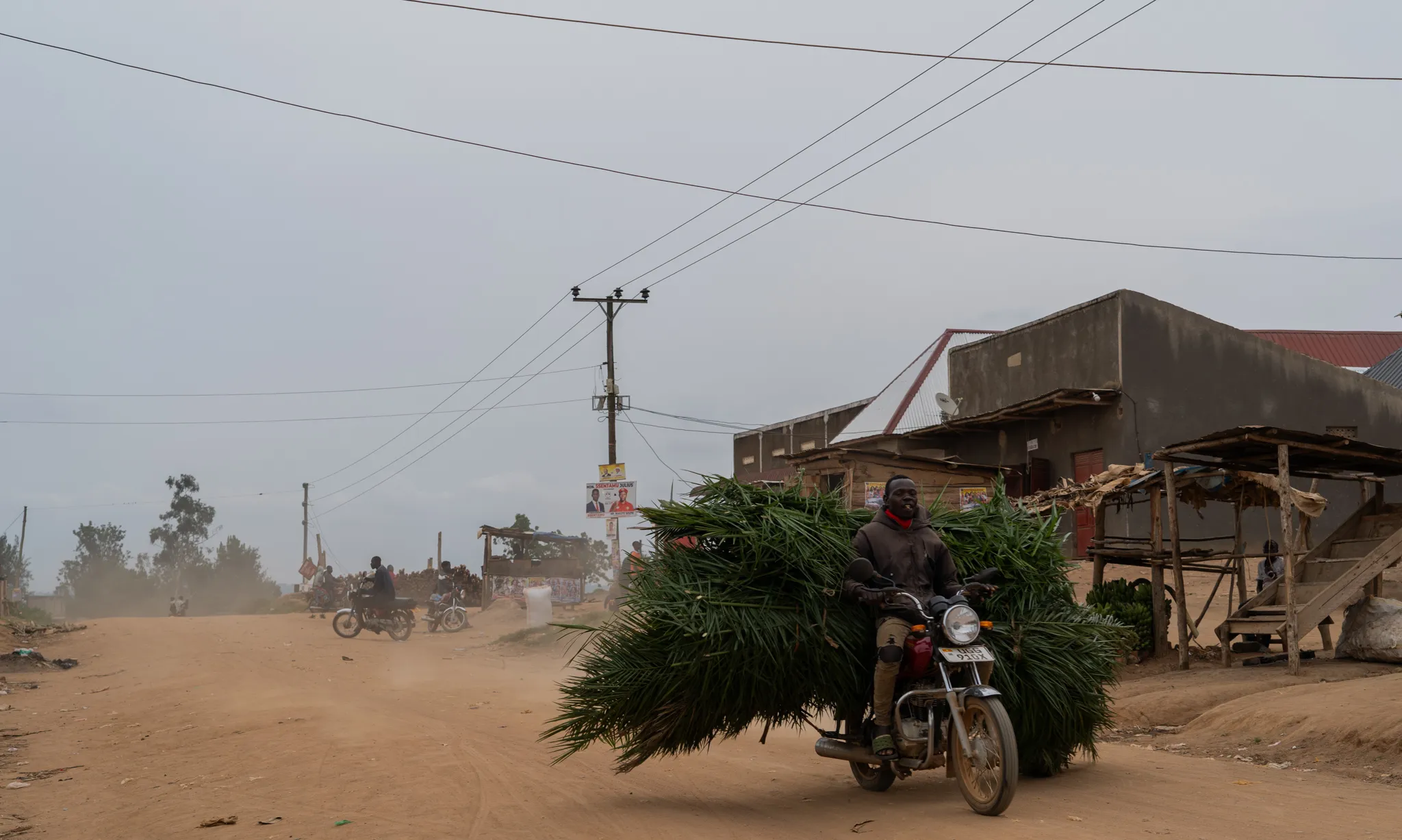 Rider hauling a huge bundle of palm fronds through dust, Uganda