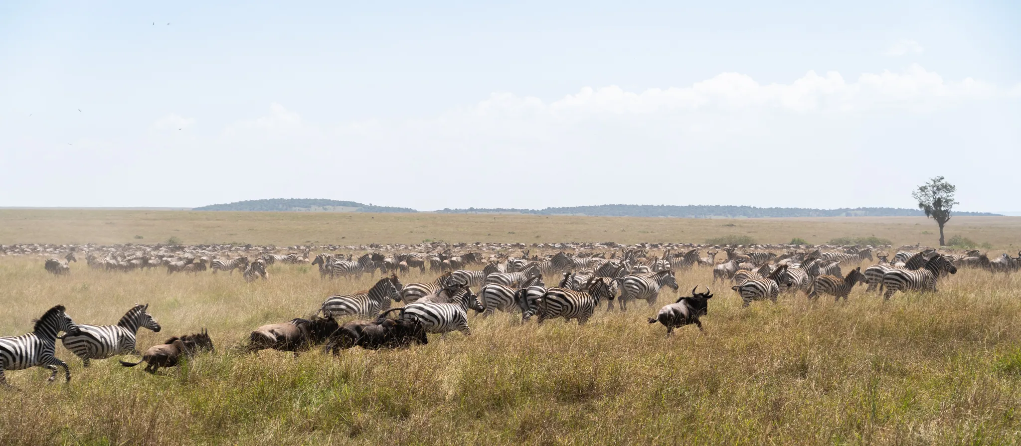 Zebras and wildebeest stampede across the Maasai Mara, Kenya