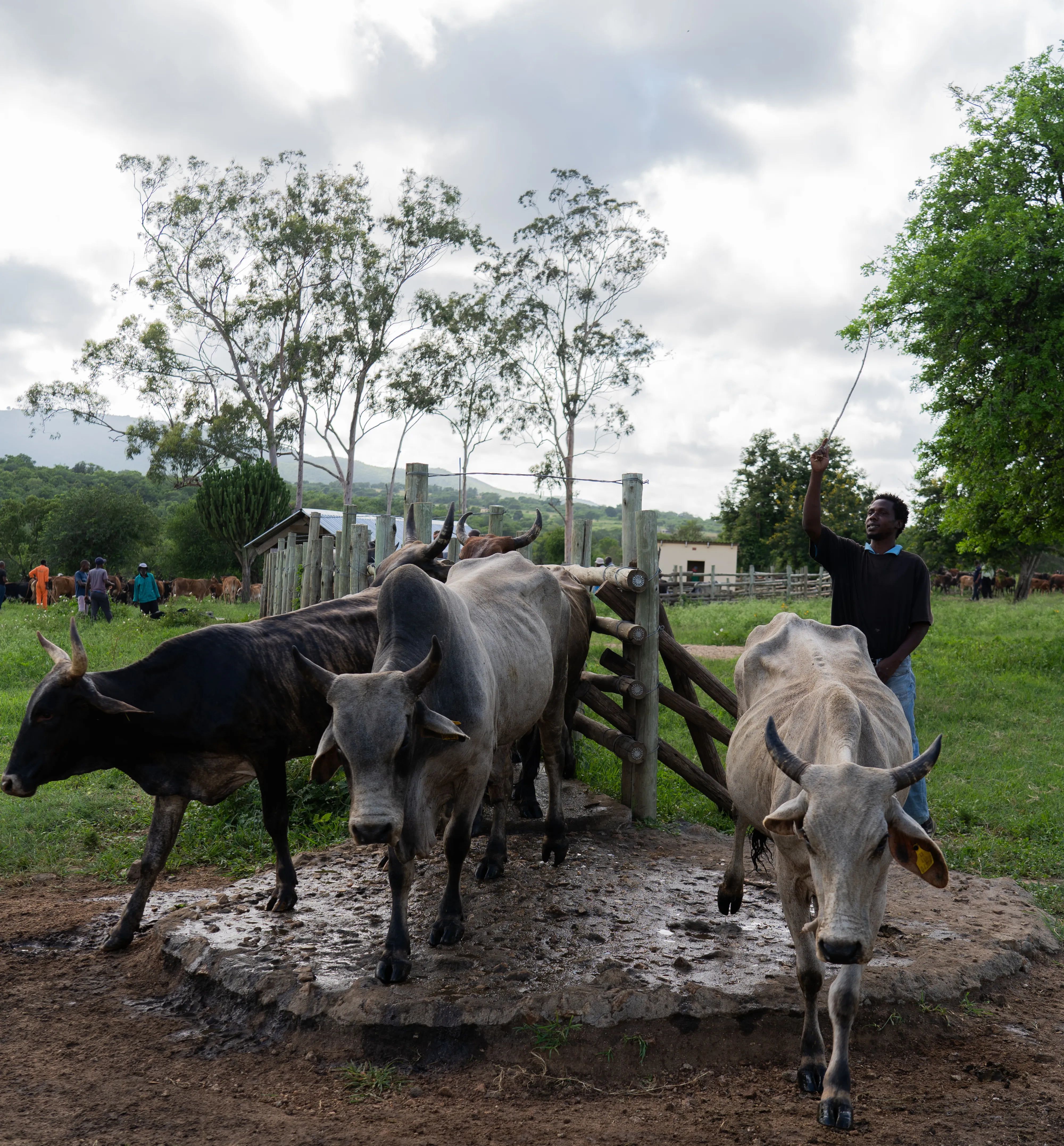 Herder driving cattle through a gate, Eswatini