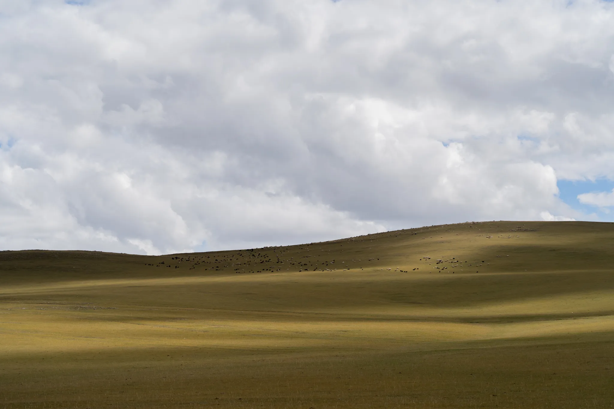 Clouds building over a grazing herd, Mongolia