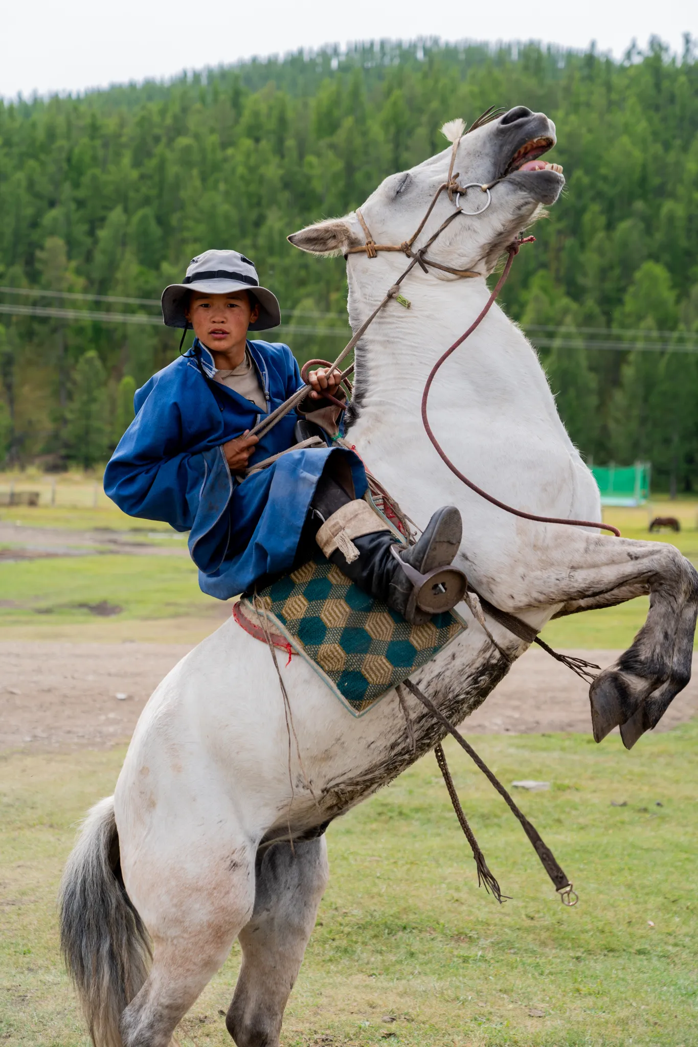 A boy holds a rearing horse steady, Mongolia