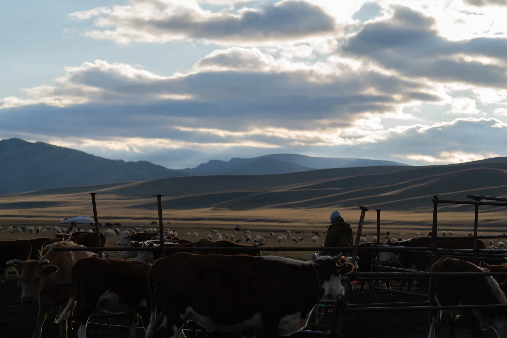 Herder among the livestock, Mongolia