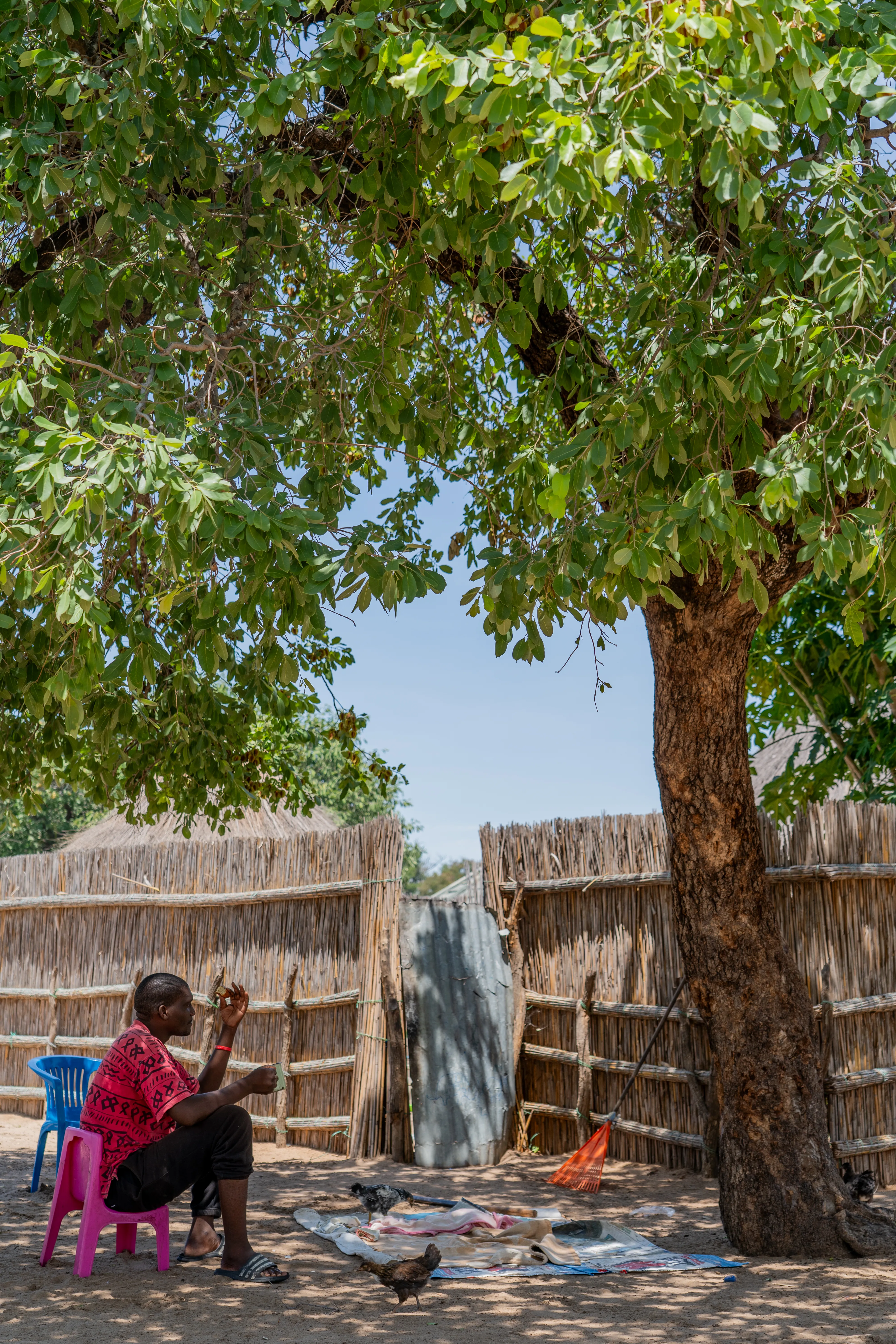 Man sitting beneath a shade tree in a village courtyard, Botswana