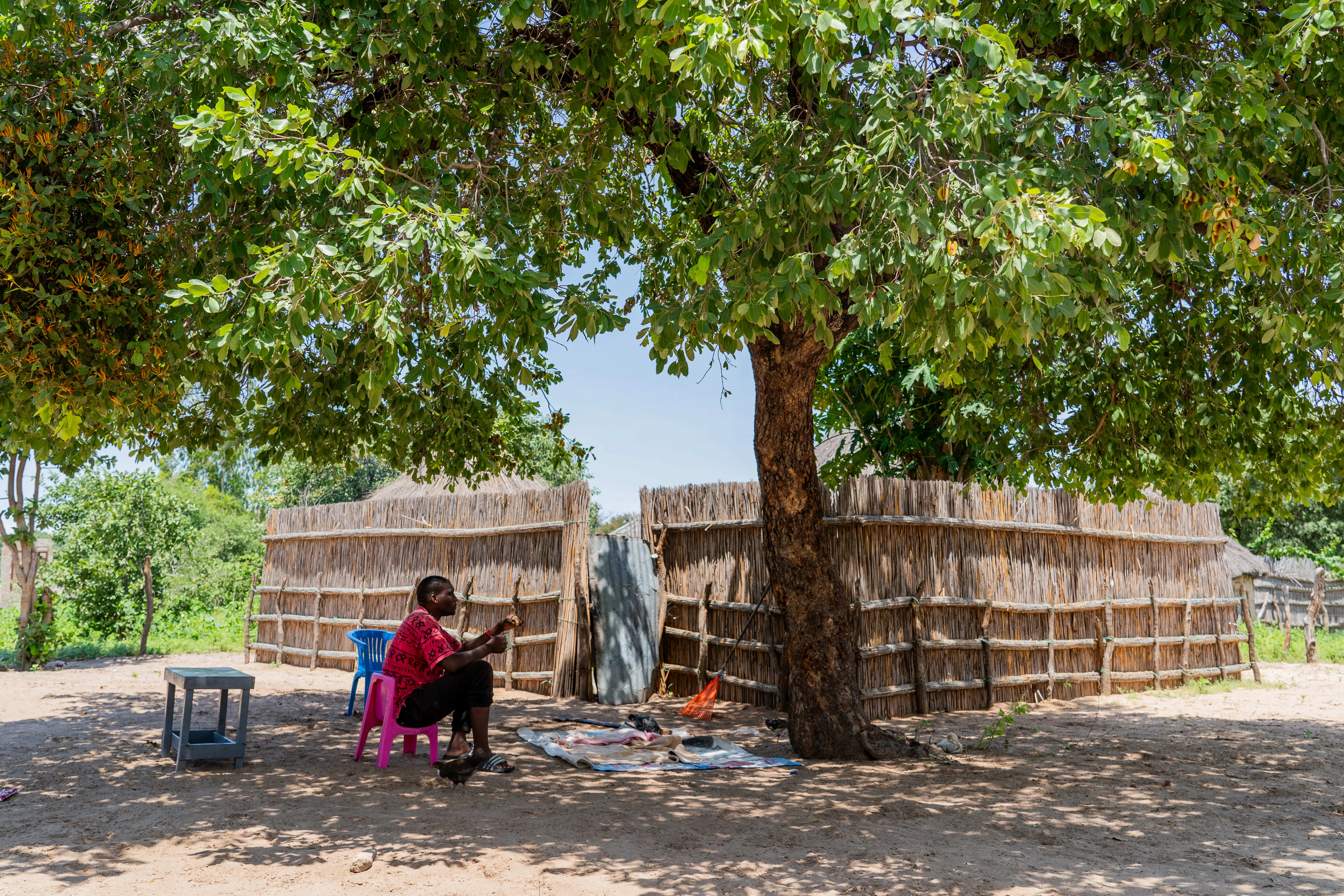 Wide view of a village courtyard shaded by a large tree, Botswana