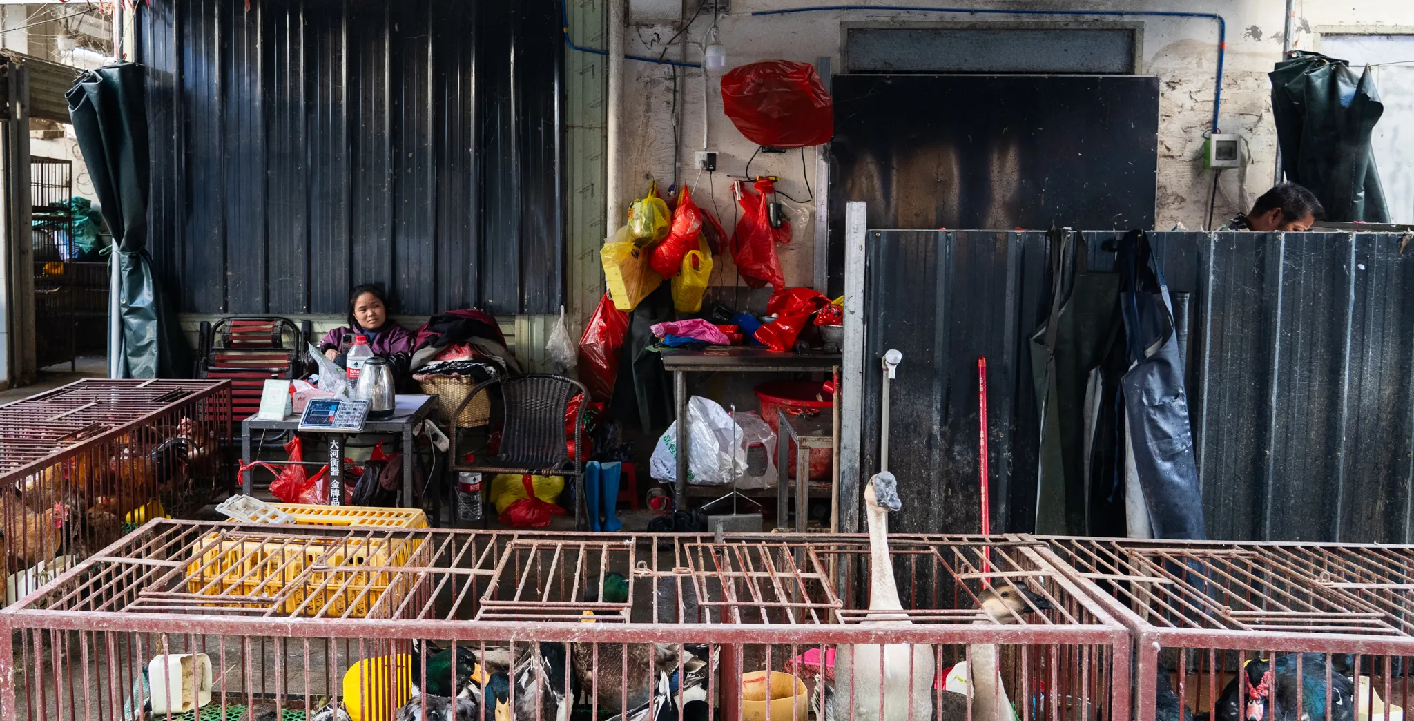 Poultry vendor waiting behind cages of birds