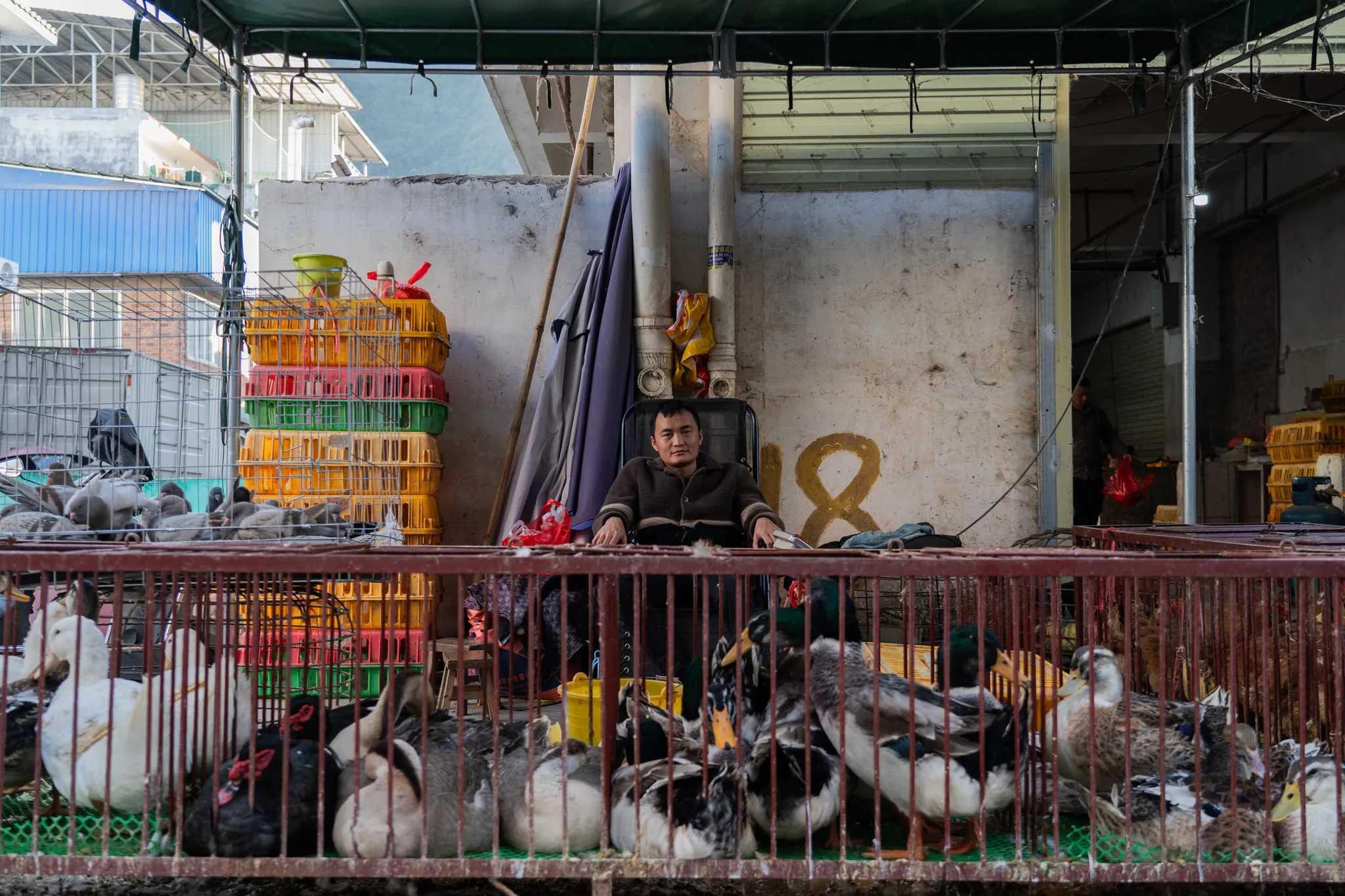 Duck seller seated among his cages